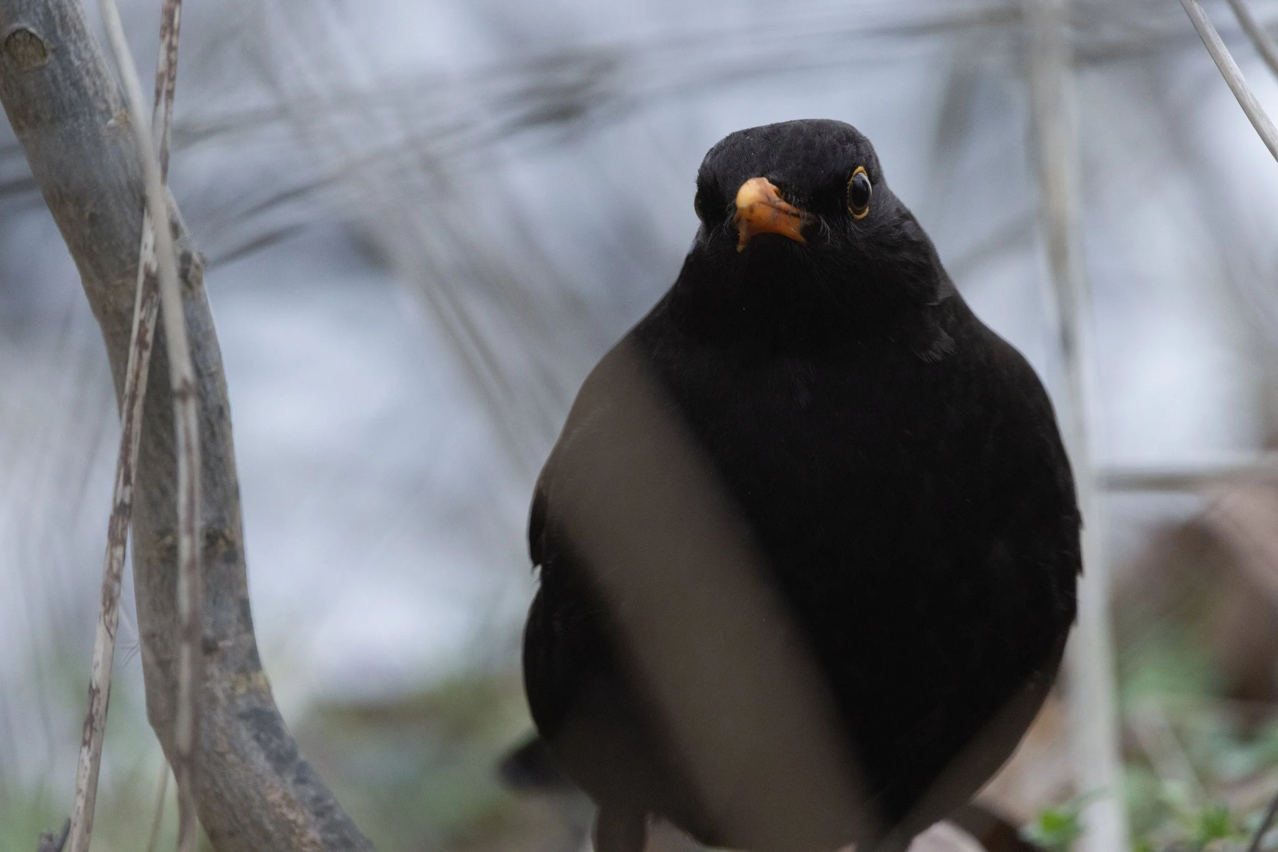 Close-up of a black bird with orange beak perched among tree branches.