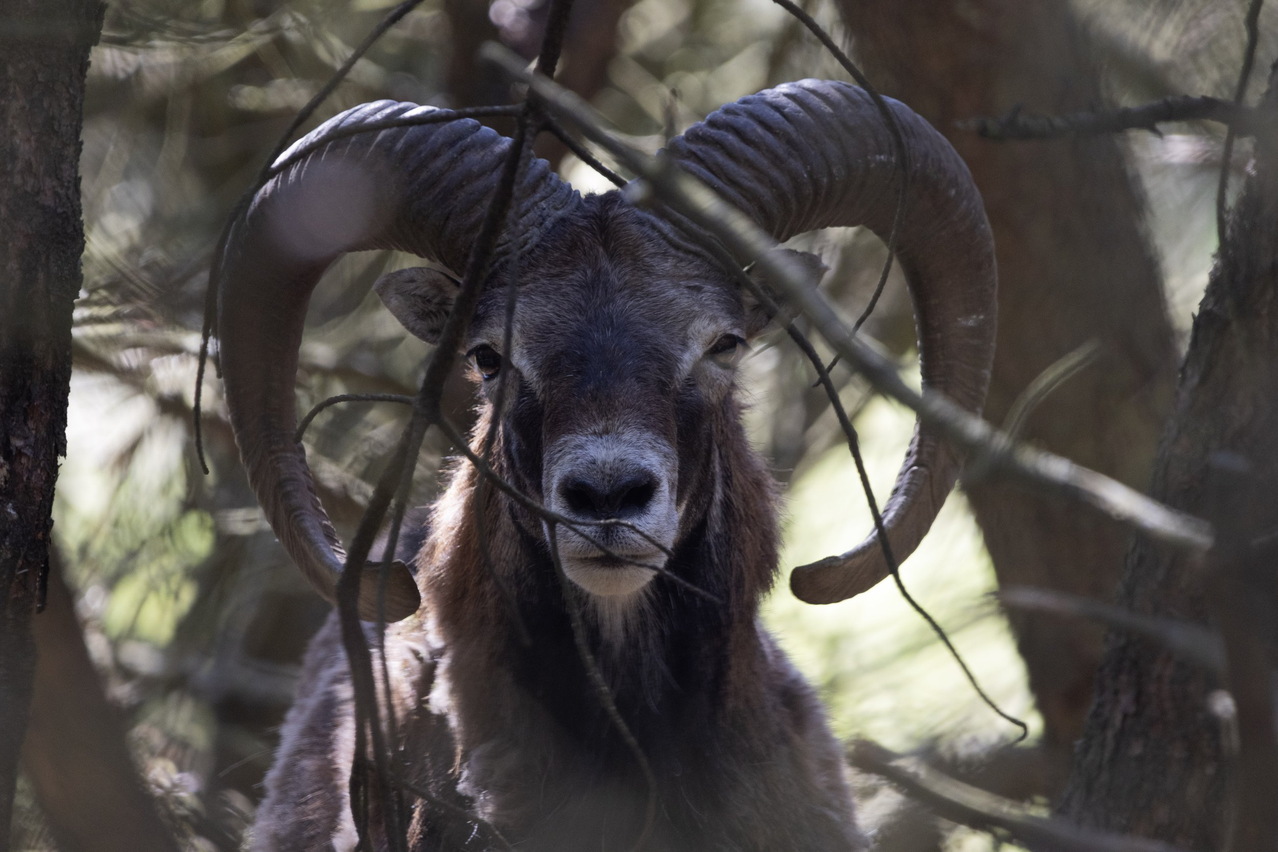 A mountain goat with large, curved horns standing among trees in a forest, facing forward.