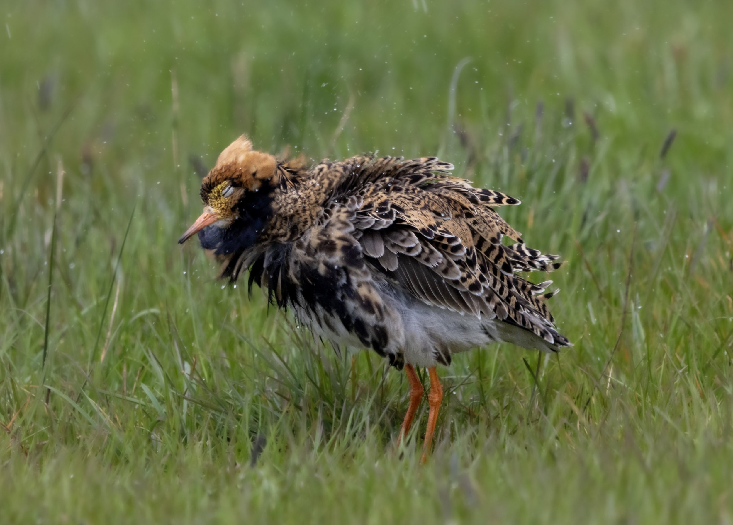 A bird, possibly a ruff, standing on green grass with feathers fluffed up, preening itself during a rain shower.