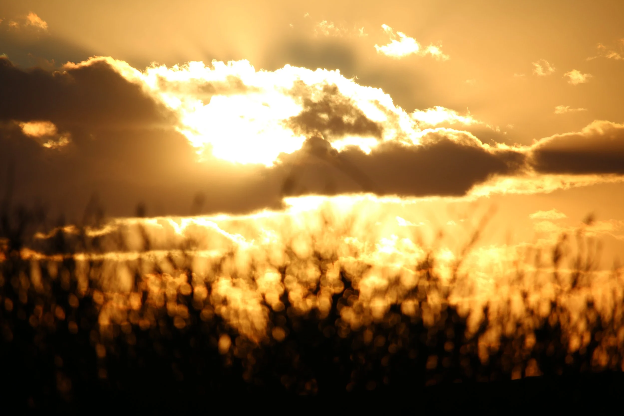 Golden sunset sky with dark clouds and blurred silhouettes of trees or grass in the foreground.