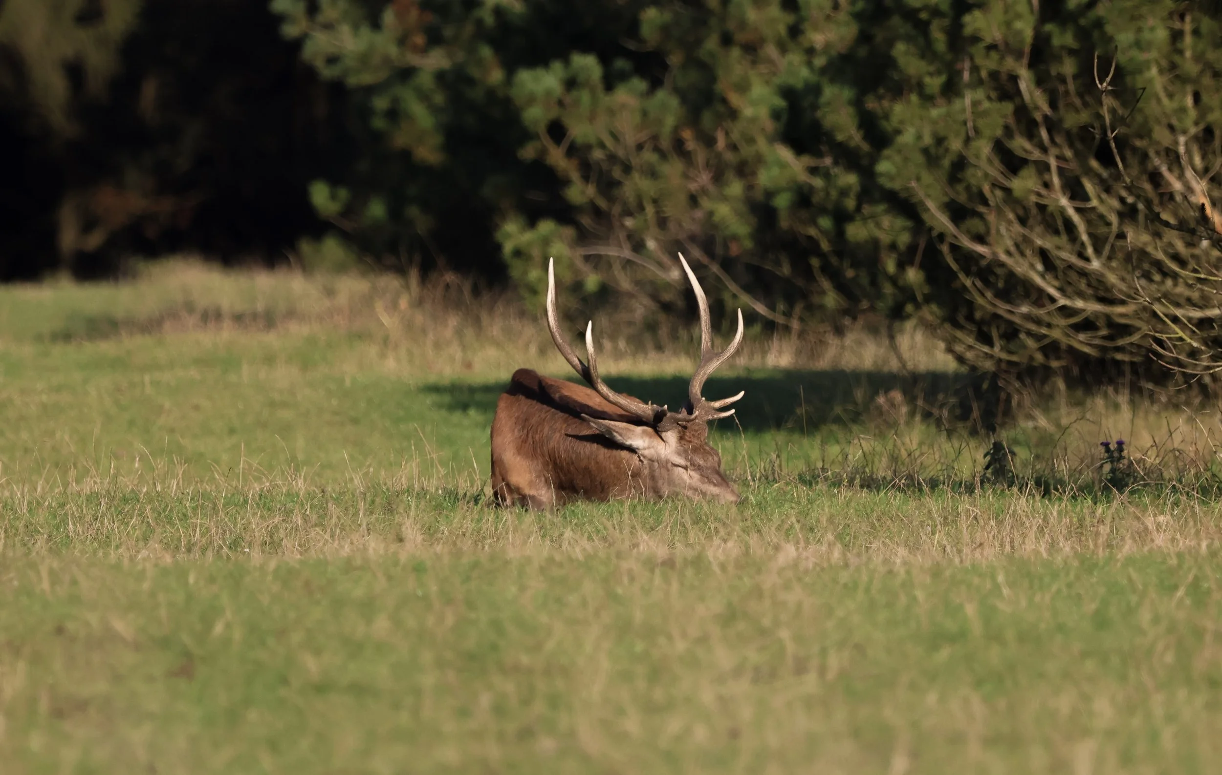 A deer with large antlers lying on grassy field with trees in the background.