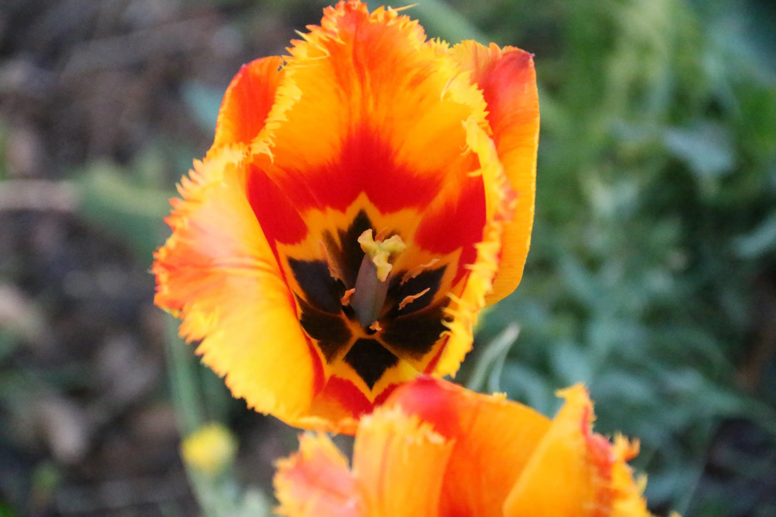 Close-up of a vibrant orange tulip flower with fringed petals, showing black and yellow markings at the center, against a blurred green background.
