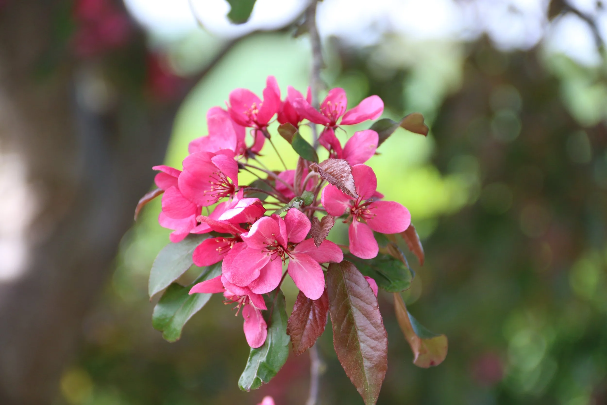 Close-up of pink flowers blooming on a flowering tree branch with green and brown leaves in the background.