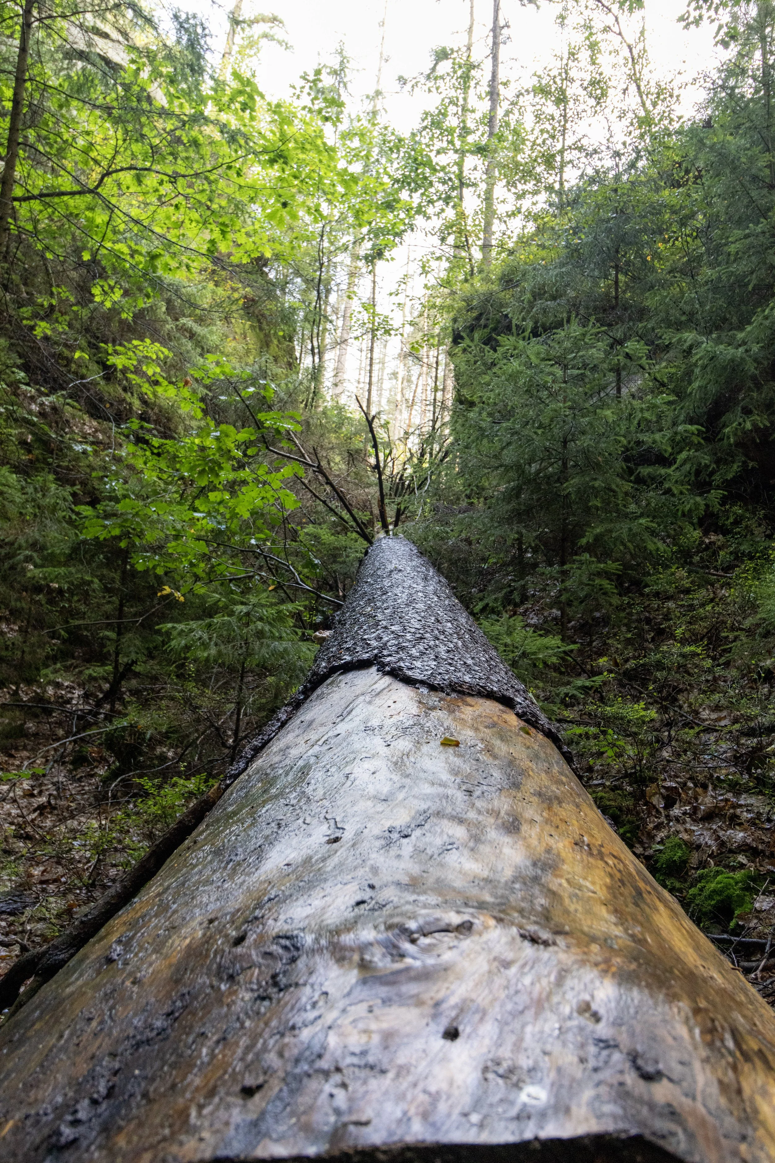 A fallen tree trunk in a dense green forest with sunlight filtering through the trees.