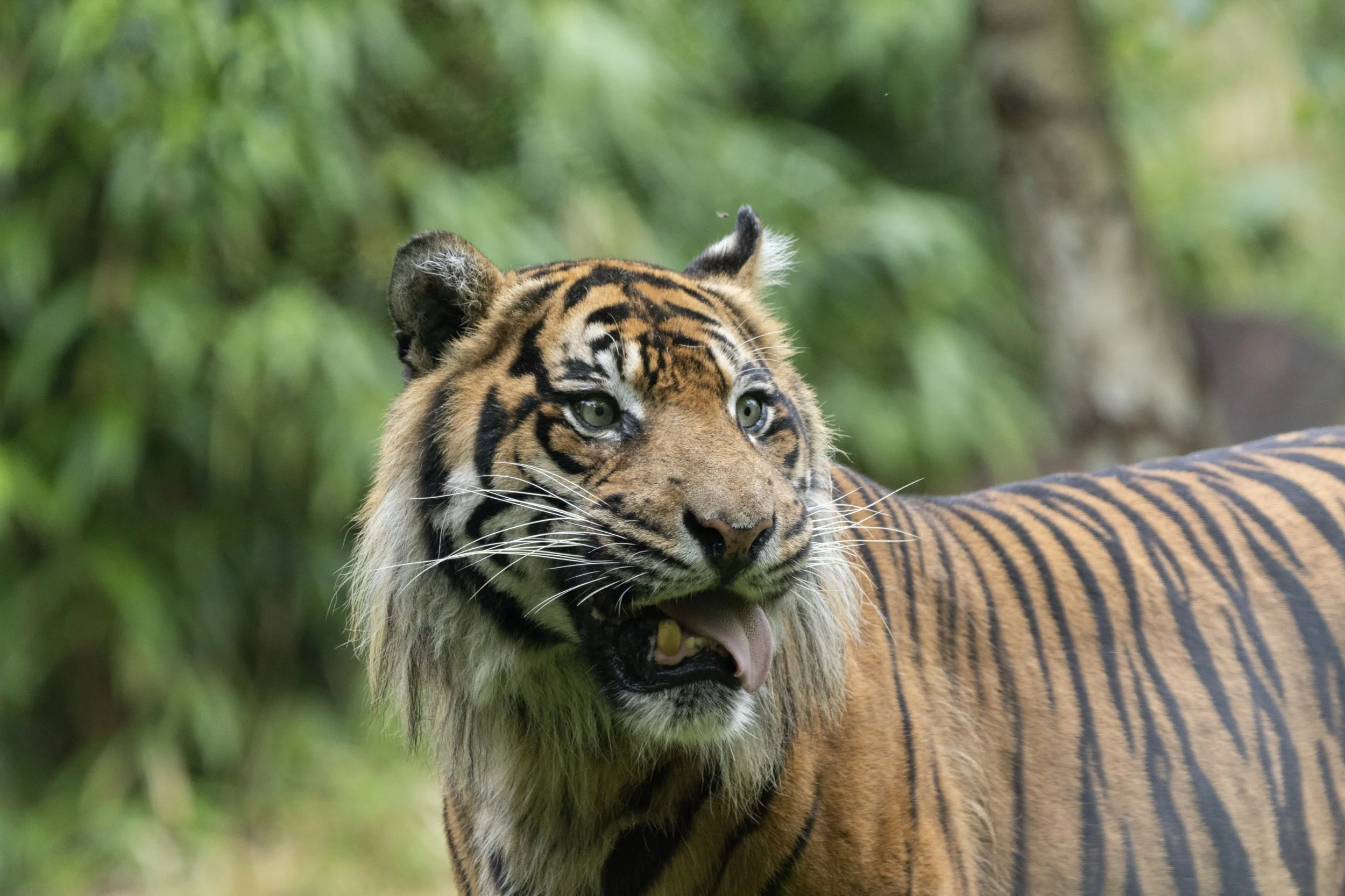A tiger in a green forest with its tongue out.