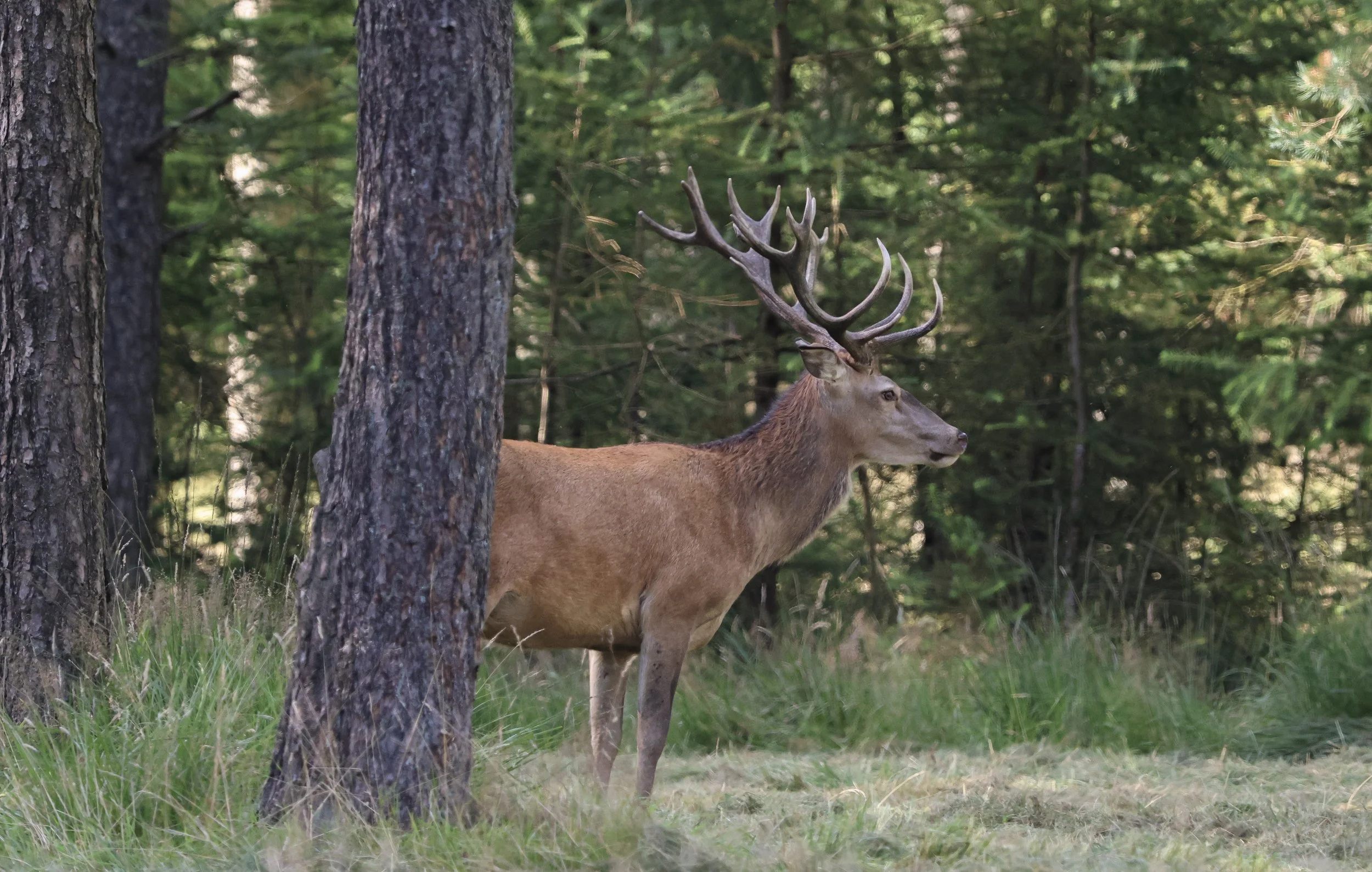 A deer standing in a forest with tall trees and green foliage, seen behind a tree trunk.