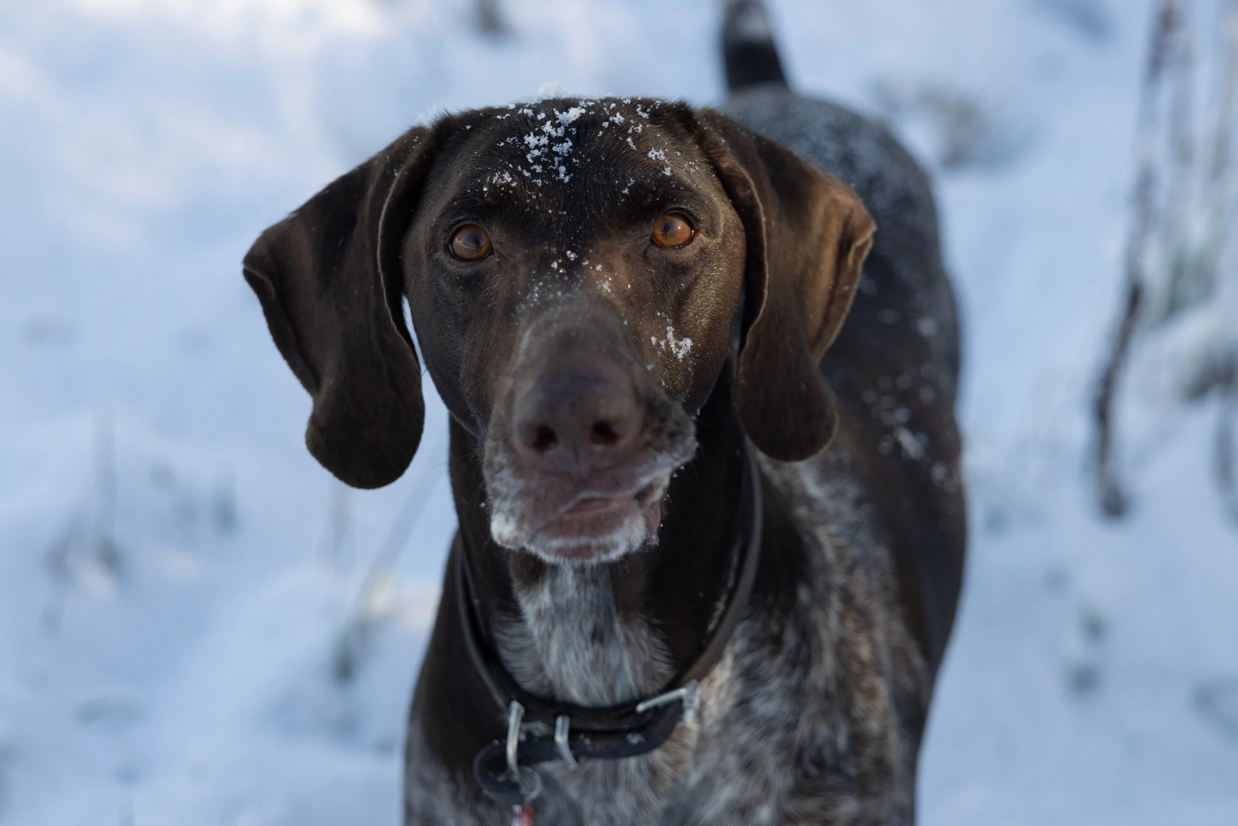 A brown and gray dog with floppy ears standing in the snow, looking at the camera.