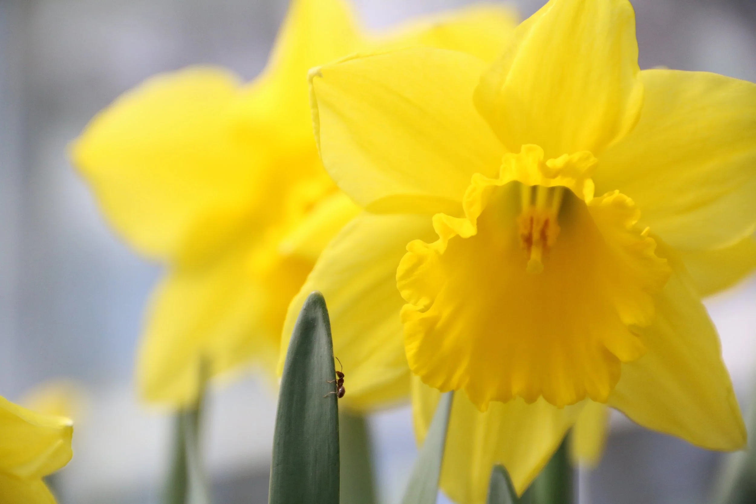 Close-up of a yellow daffodil flower in bloom with green leaves, with an ant on one of the leaves.