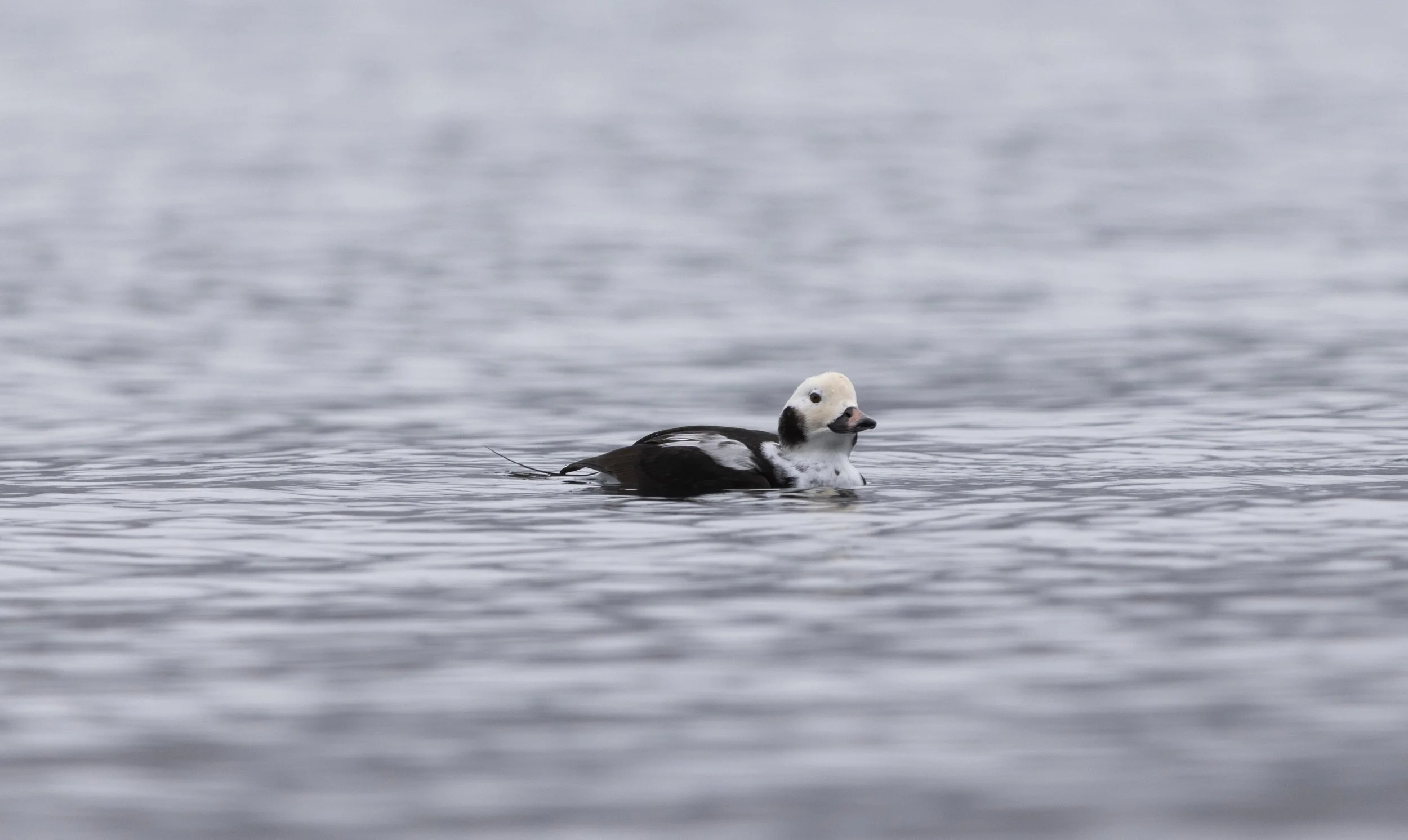 A male long-tailed duck swimming on a calm body of water with a slightly blurred, gray background.