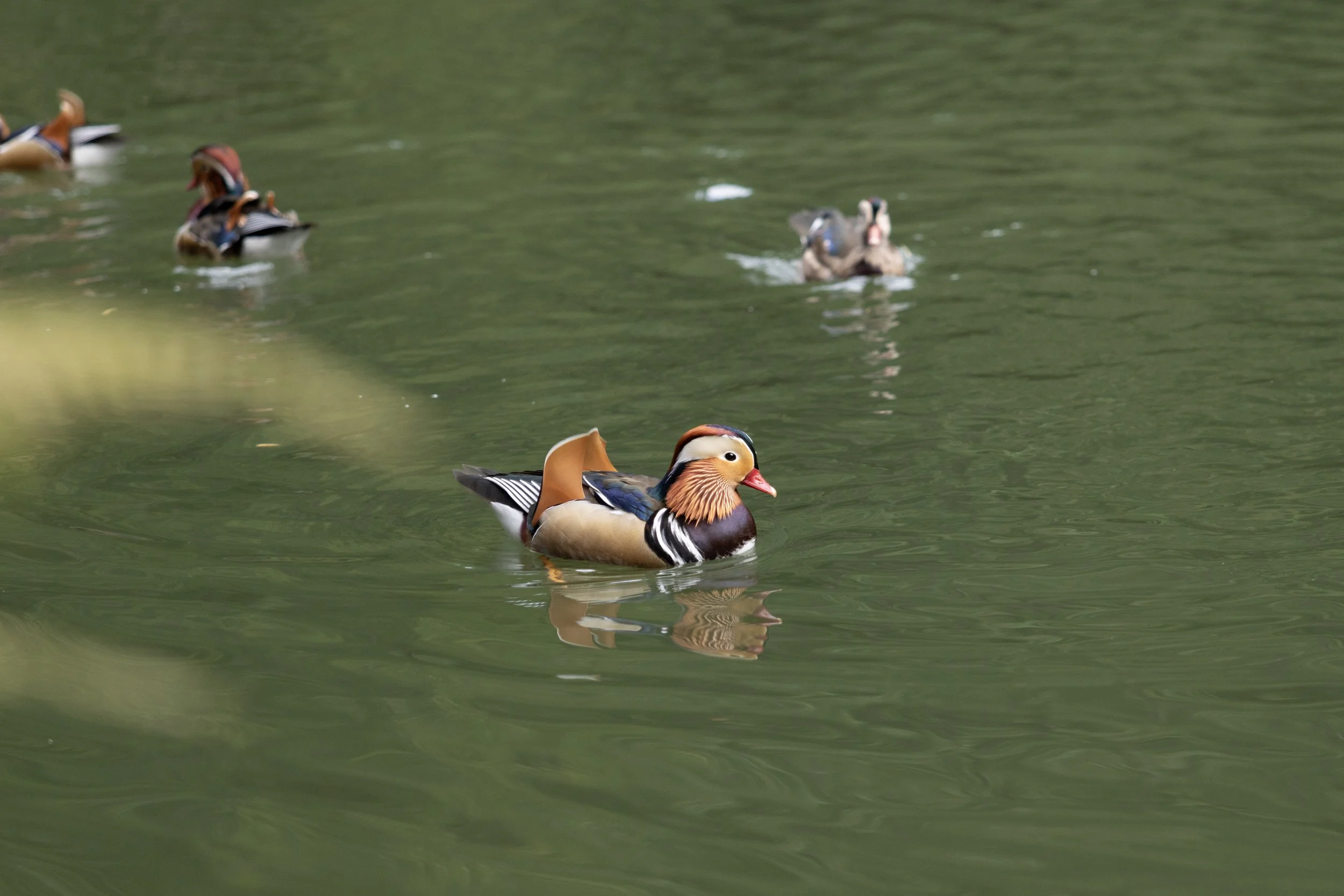 A colorful adult male mandarin duck swimming in a calm greenish body of water, with several other ducks visible in the background.