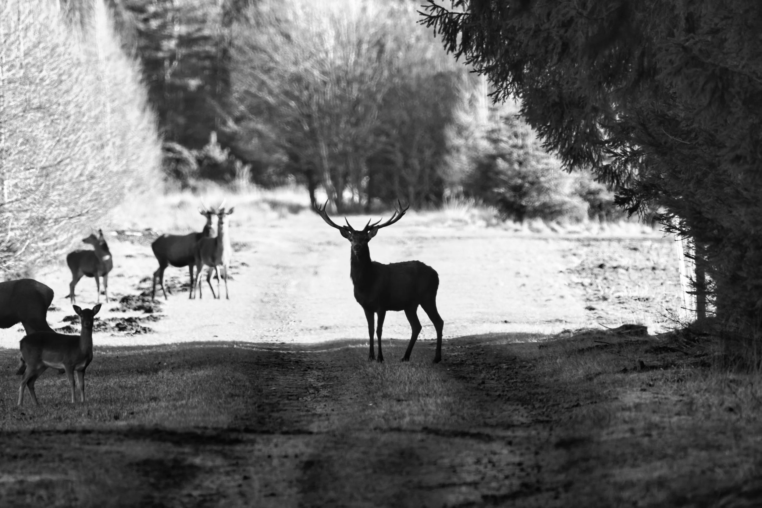 Black and white photograph of wild deer on a dirt path, with trees lining the sides and in the background, the central deer with prominent antlers looking directly at the camera.