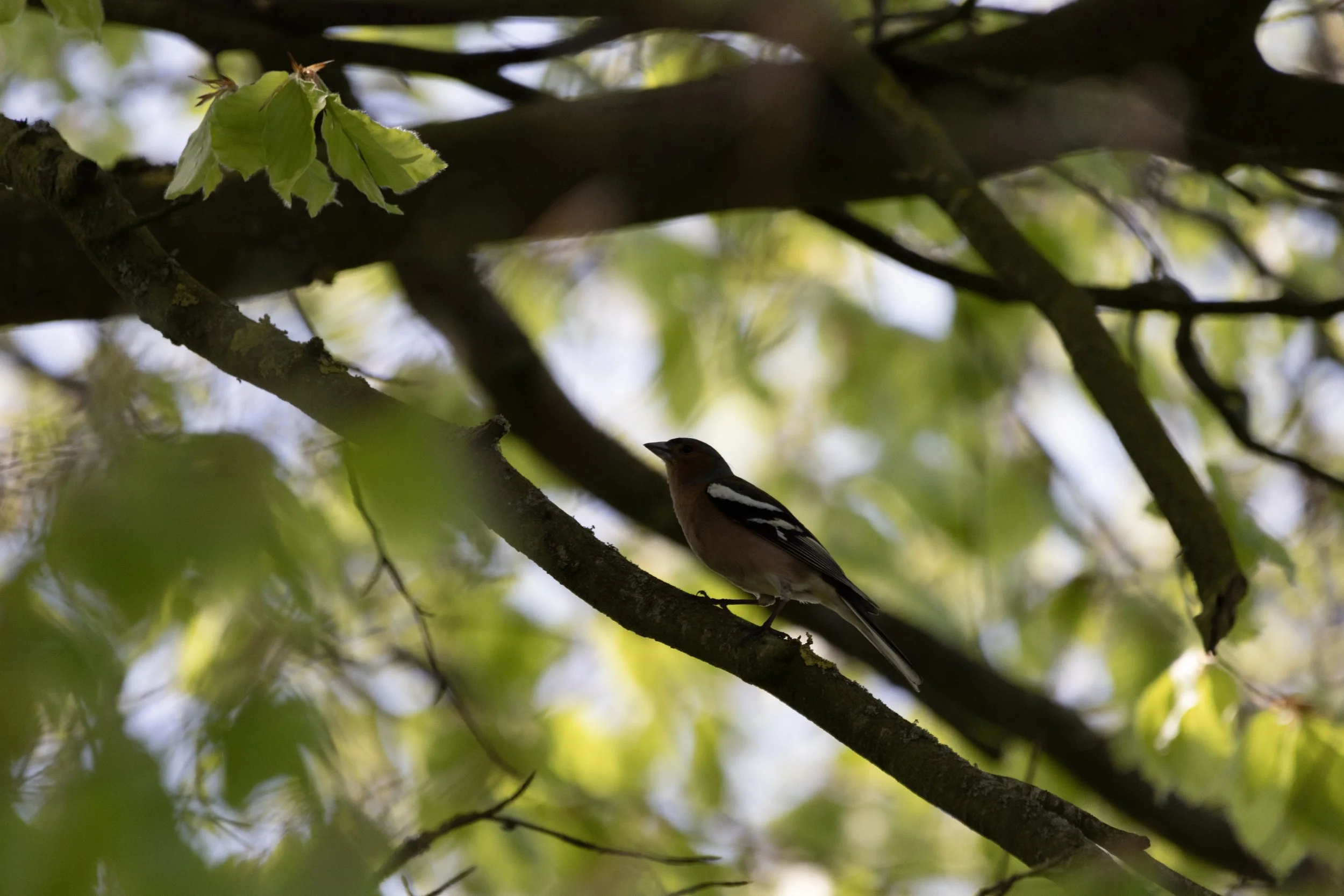 A bird perched on a tree branch among green leaves, with dappled sunlight in the background.