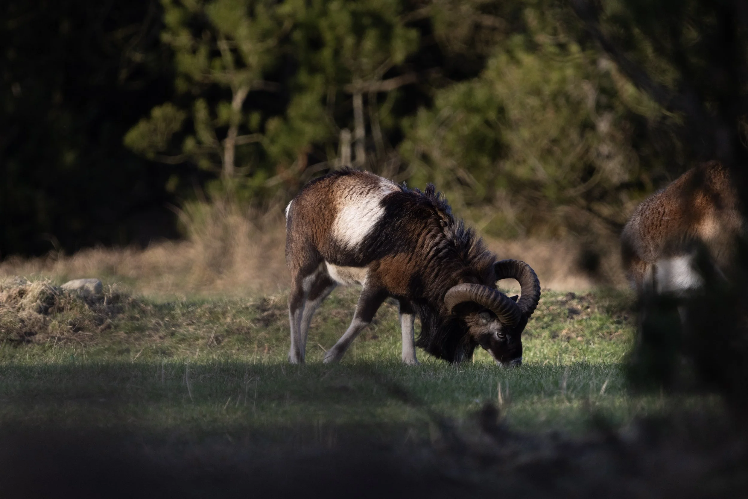 A mountain goat with large, curved horns grazing on grass in a natural outdoor setting with blurred trees in the background.