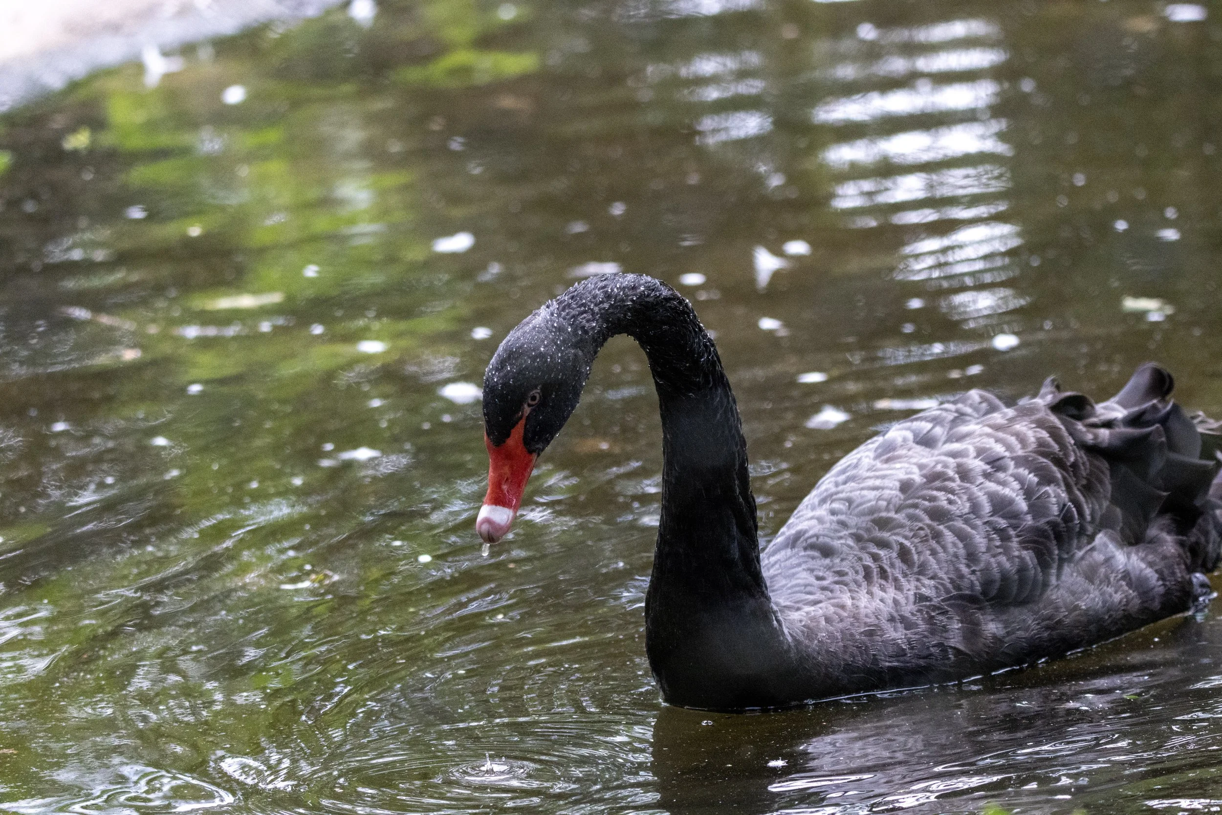 A black swan swimming in a pond with rippling water and small floating debris.