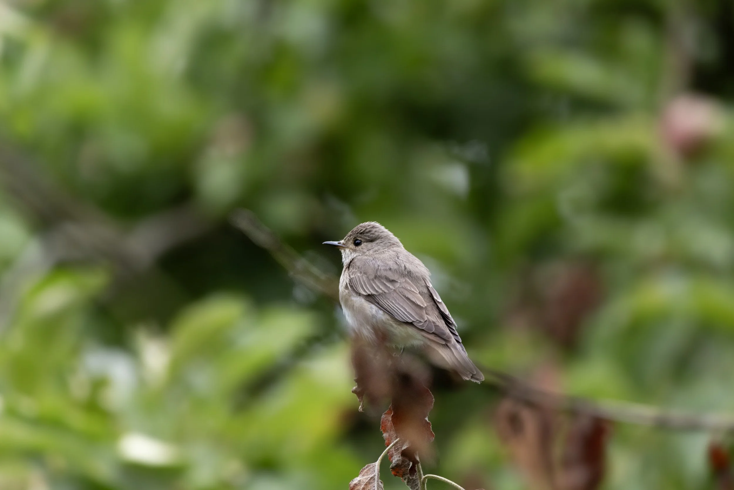A small bird with brown and beige feathers perched on a branch with blurred green foliage in the background.