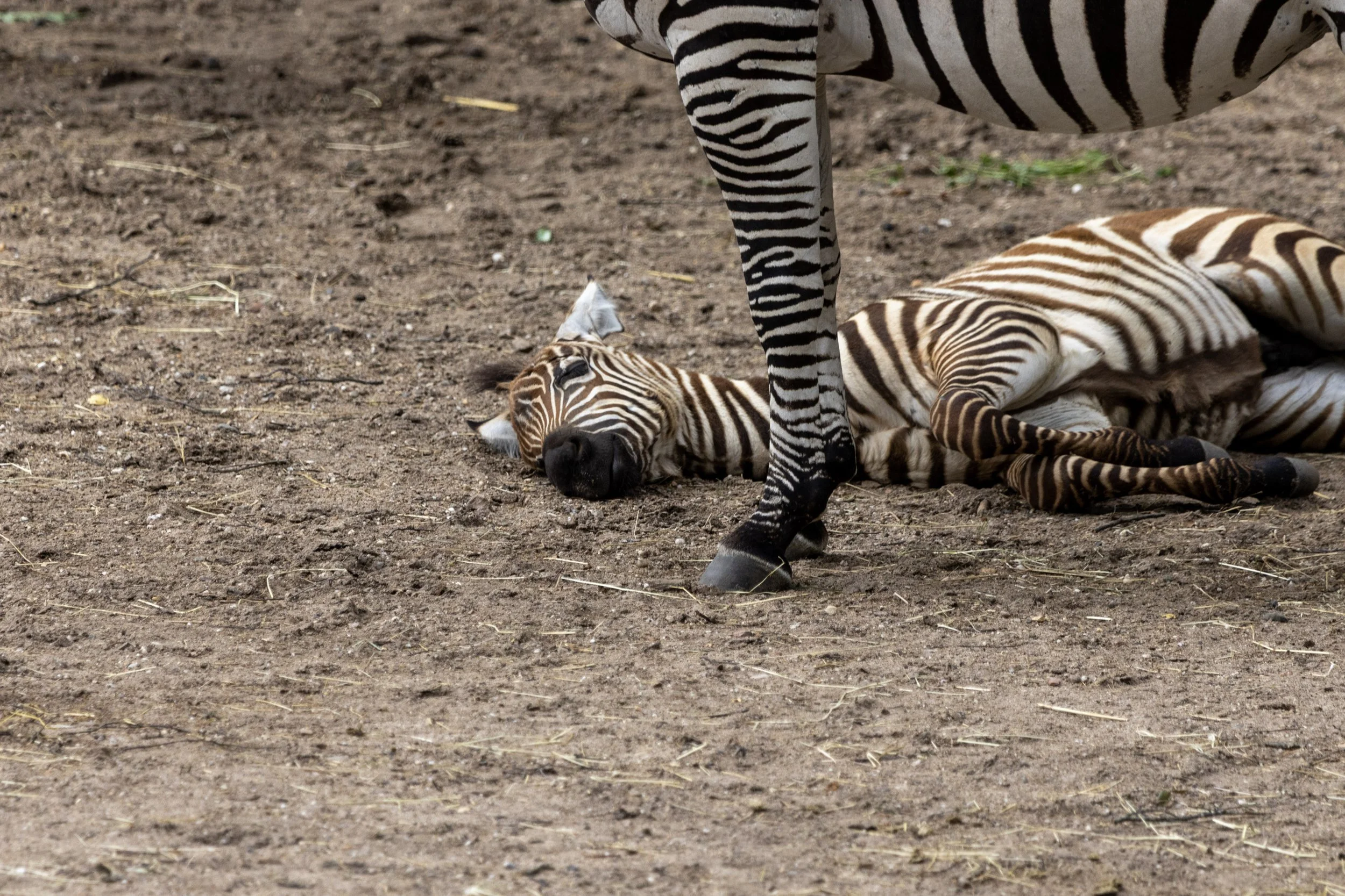 A zebra standing over a sleeping baby zebra on the ground.
