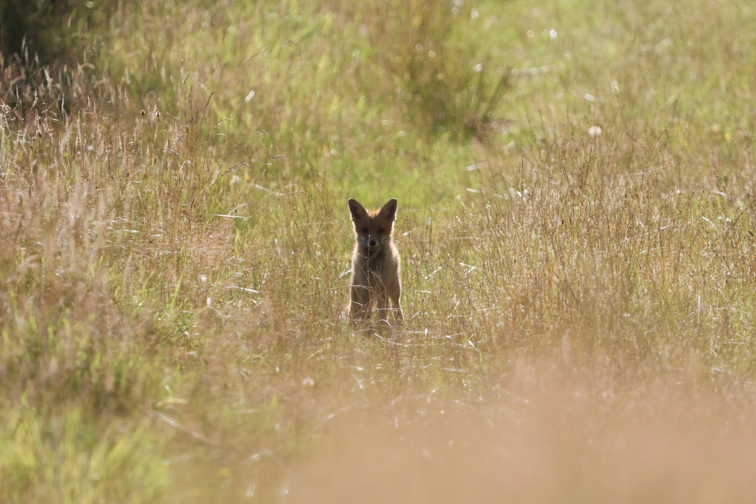 A fox standing in a grassy field with tall dry grass and green foliage in the background.