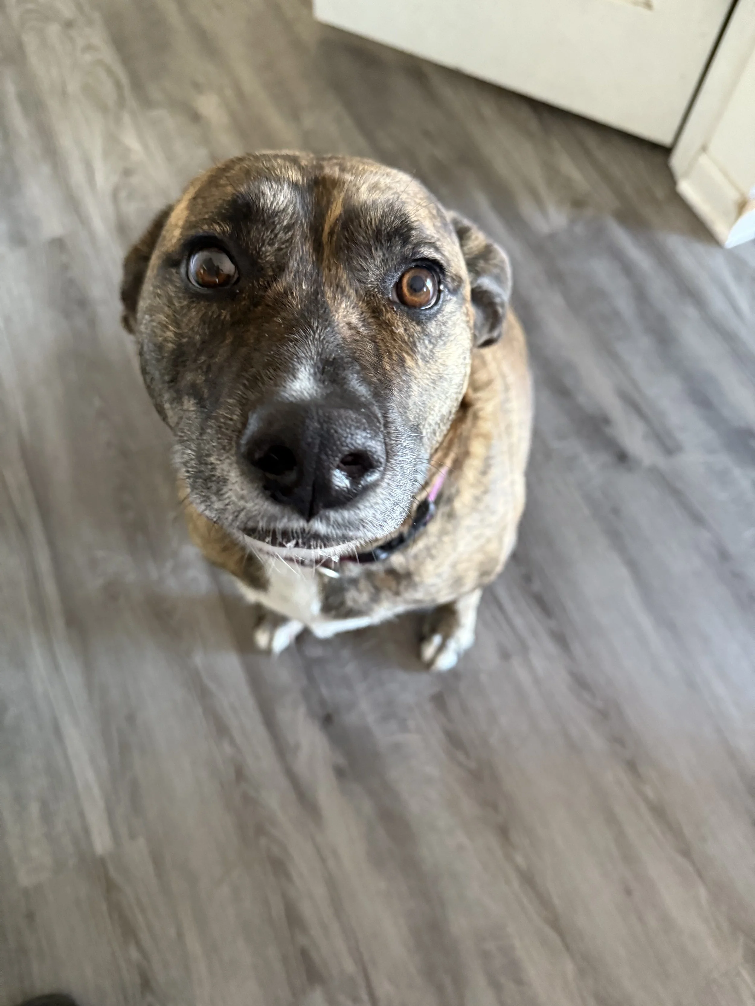 A close-up of a brown and black brindle dog sitting on a dark wooden floor looking up at the camera.