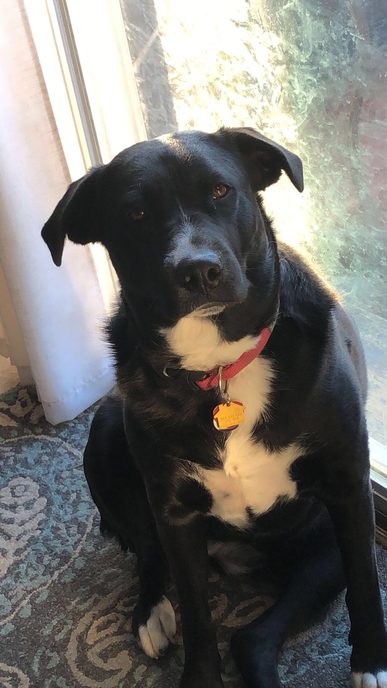 A black and white dog sitting on a patterned rug near a window, looking at the camera.