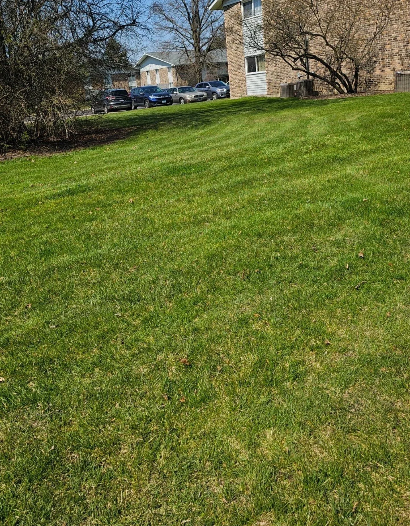 A grassy lawn with a cluster of cars parked in front of brick apartment buildings and leafless trees on a sunny day.