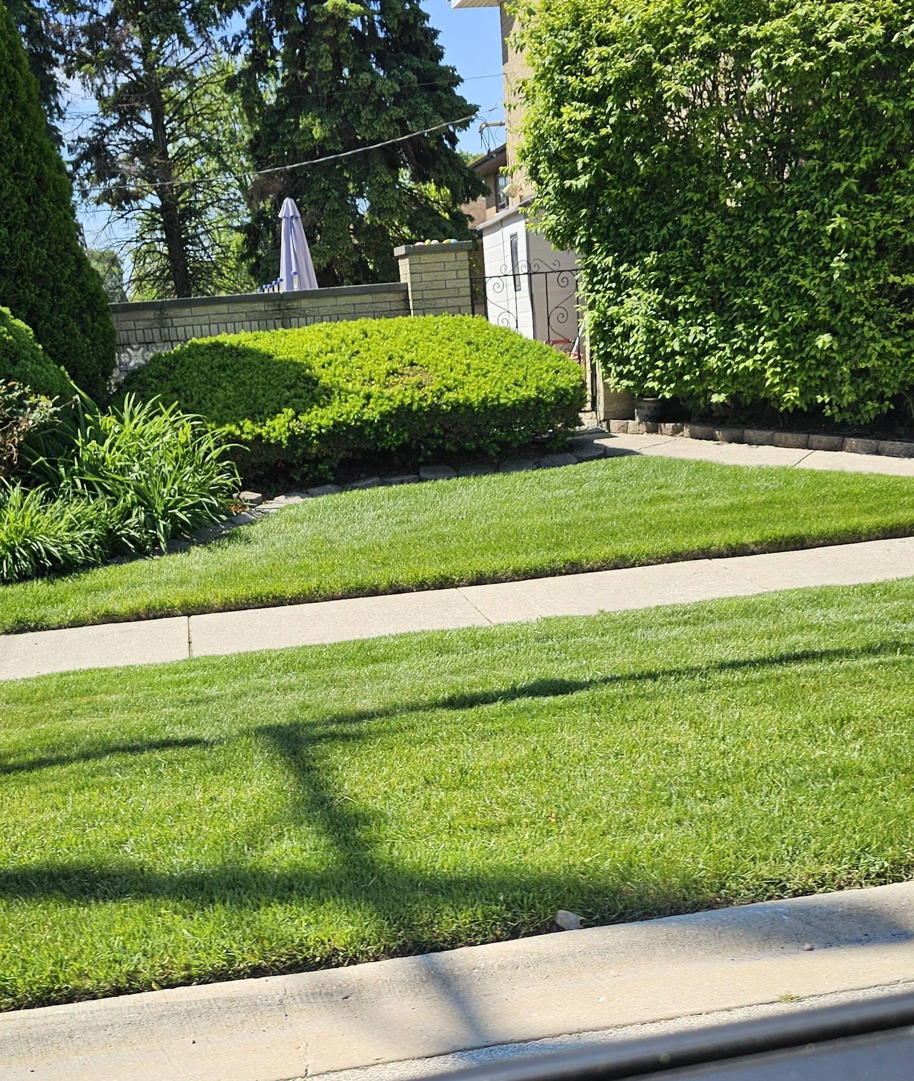 lawn aeration after picture