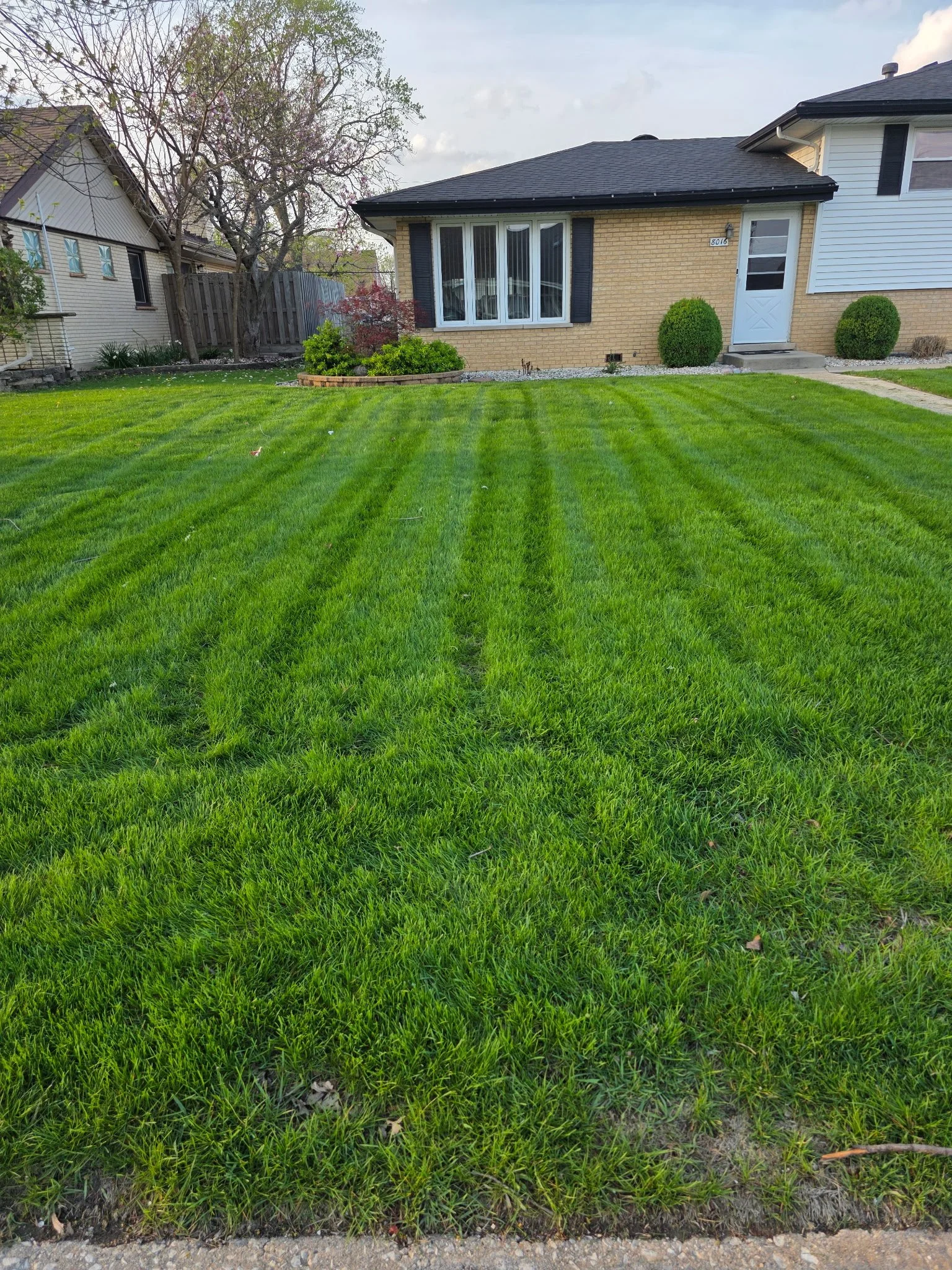 hedge trimming near me