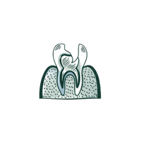 Illustration of a healthy tooth with surrounding gums.