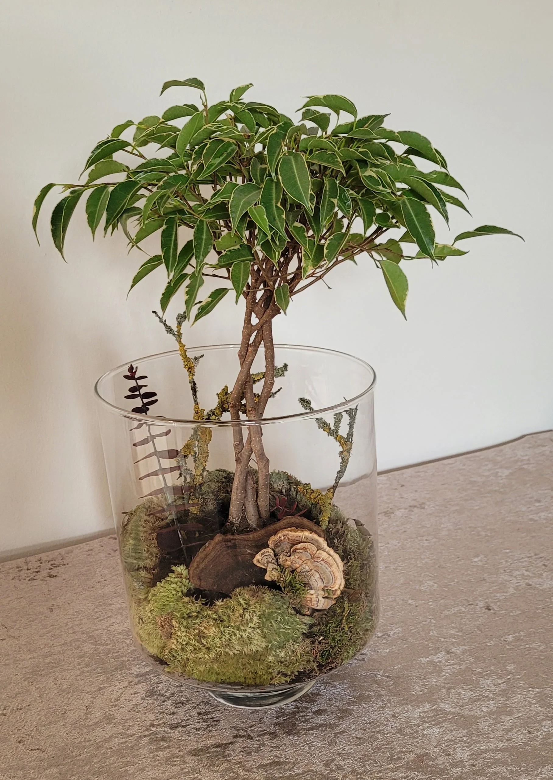 kleiner Ficus arrangiert mit echtem Moos und Baumpilzen im Glas