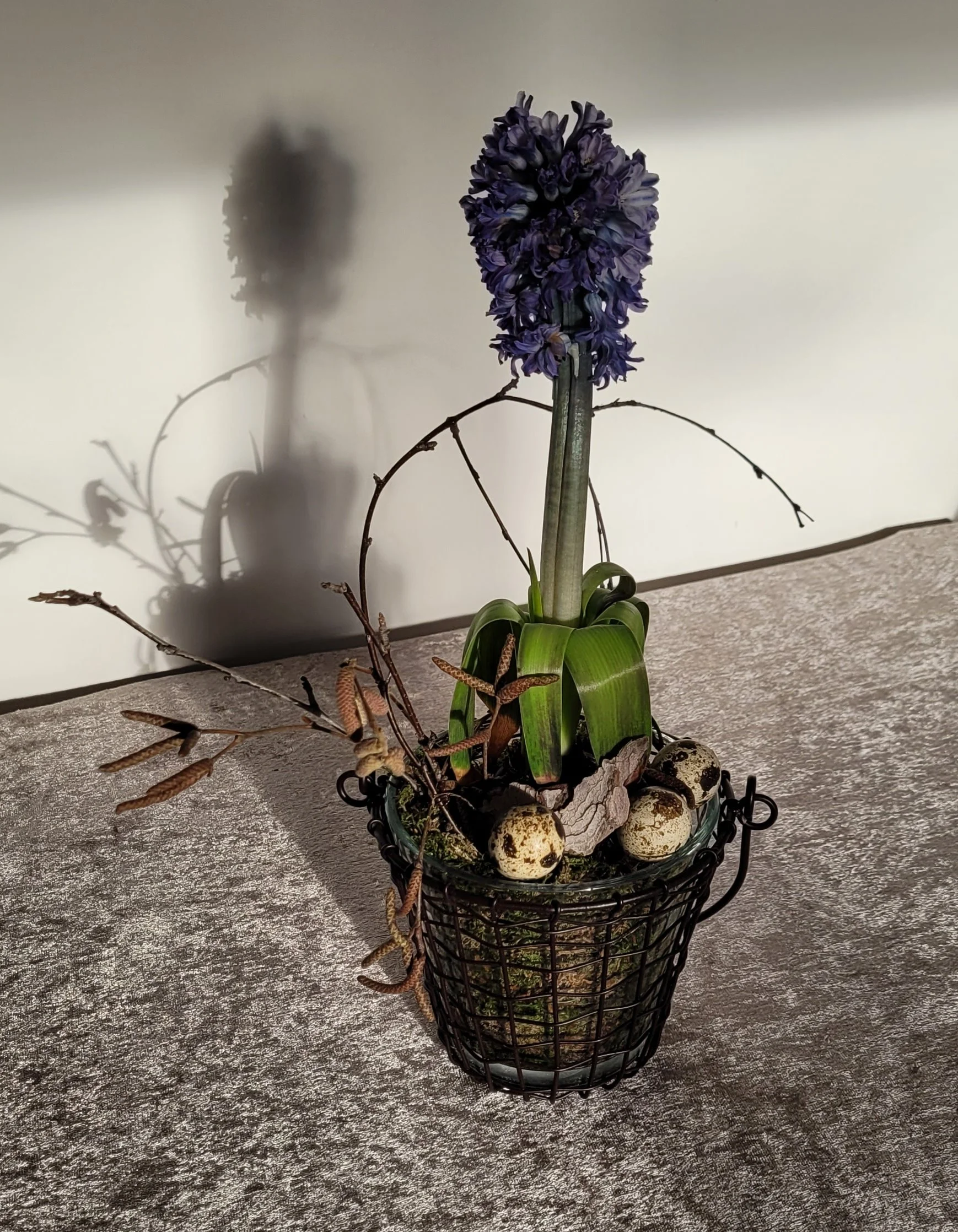 Hyazinthe arrangiert im Glas und Gitter-Metallkorb