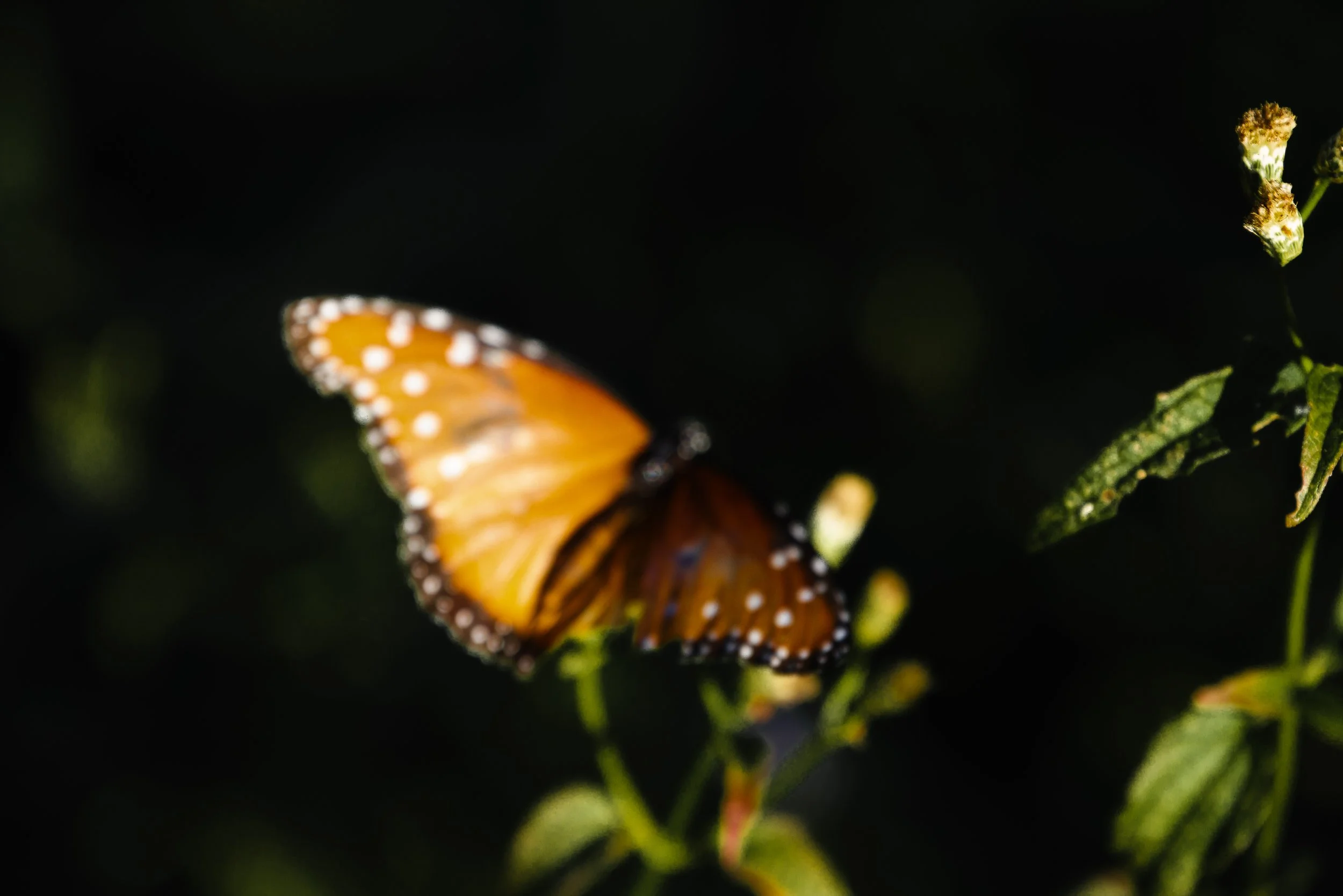 _MG_3225.jpg