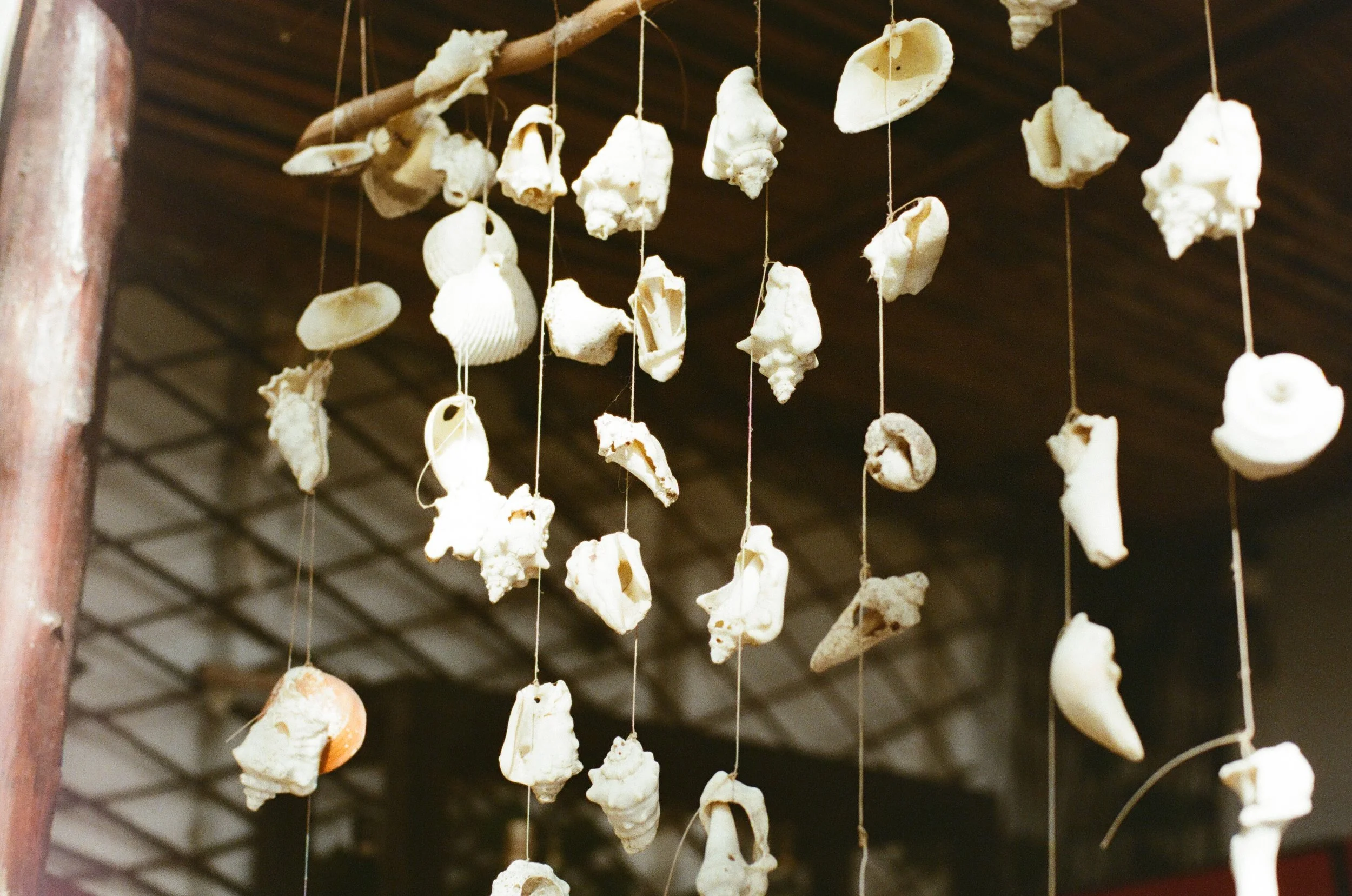 Hanging seashells and coral pieces strung on strings against a wooden ceiling.