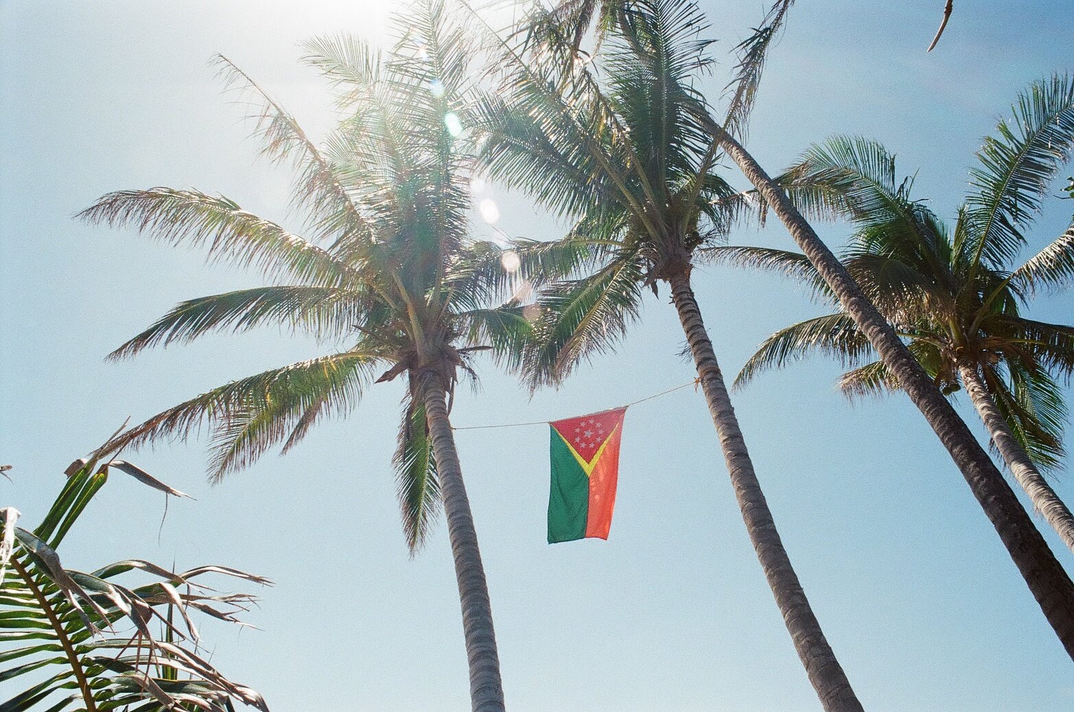 Three tall palm trees with green fronds against a clear blue sky; a flag with red, green, and yellow colors hangs between the trees.