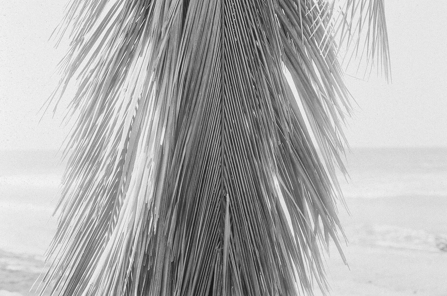Close-up of palm tree fronds with ocean in the background, in black and white.