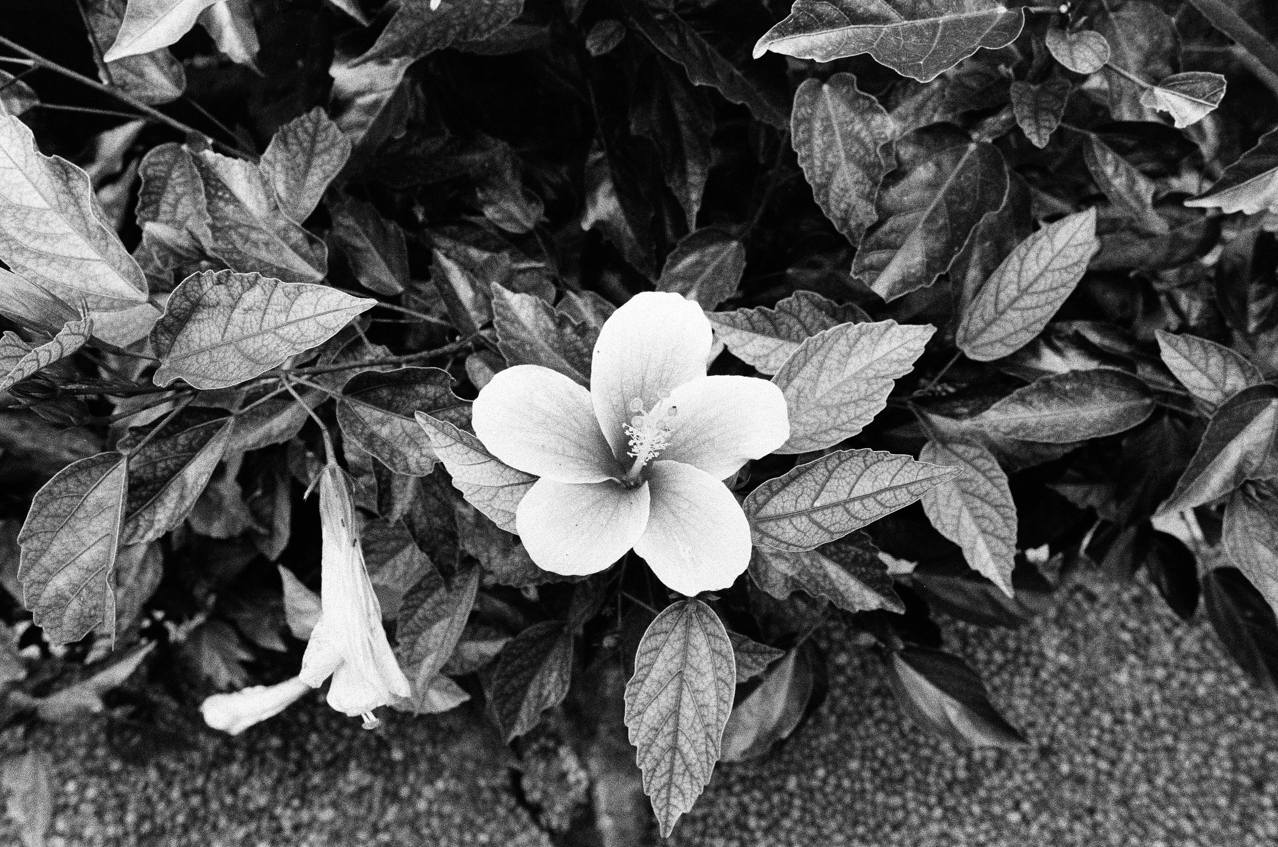 Black and white photograph of a single hibiscus flower surrounded by leaves.