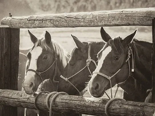 Three horses peeking over a wooden fence in a black and white photo.