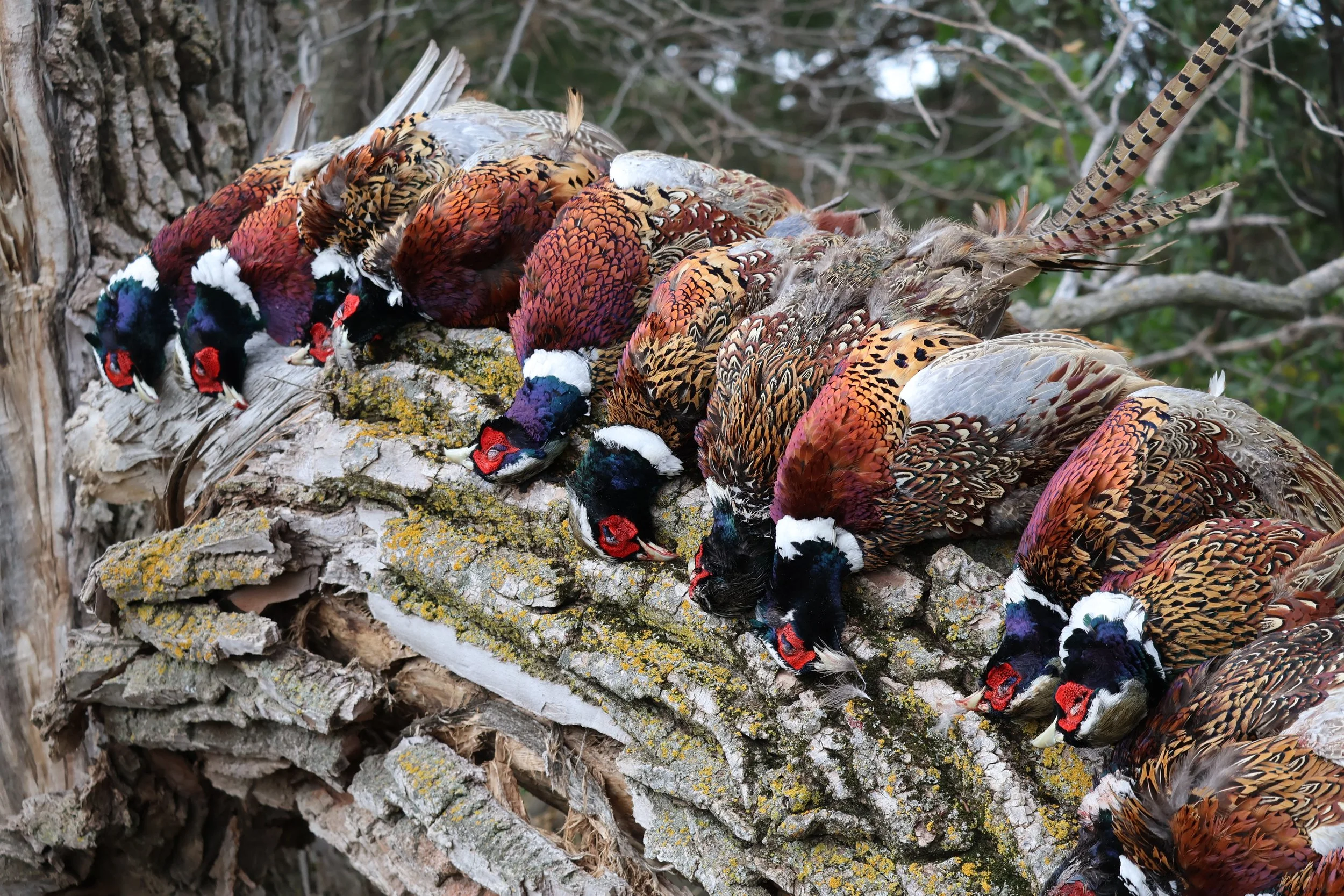 Faith & Pheasants - Hunter Package