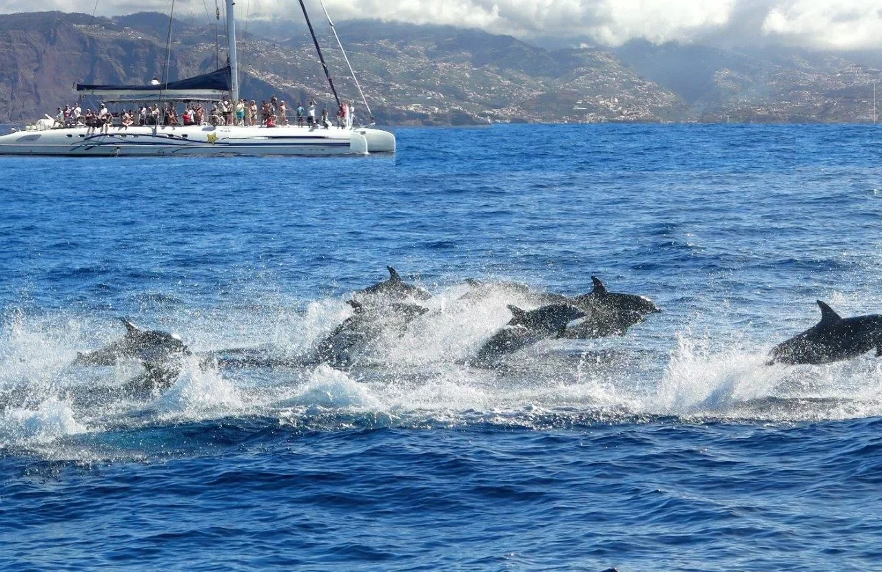 A pod of dolphins swimming in the ocean with a sailboat and mountainous coastline in the background.