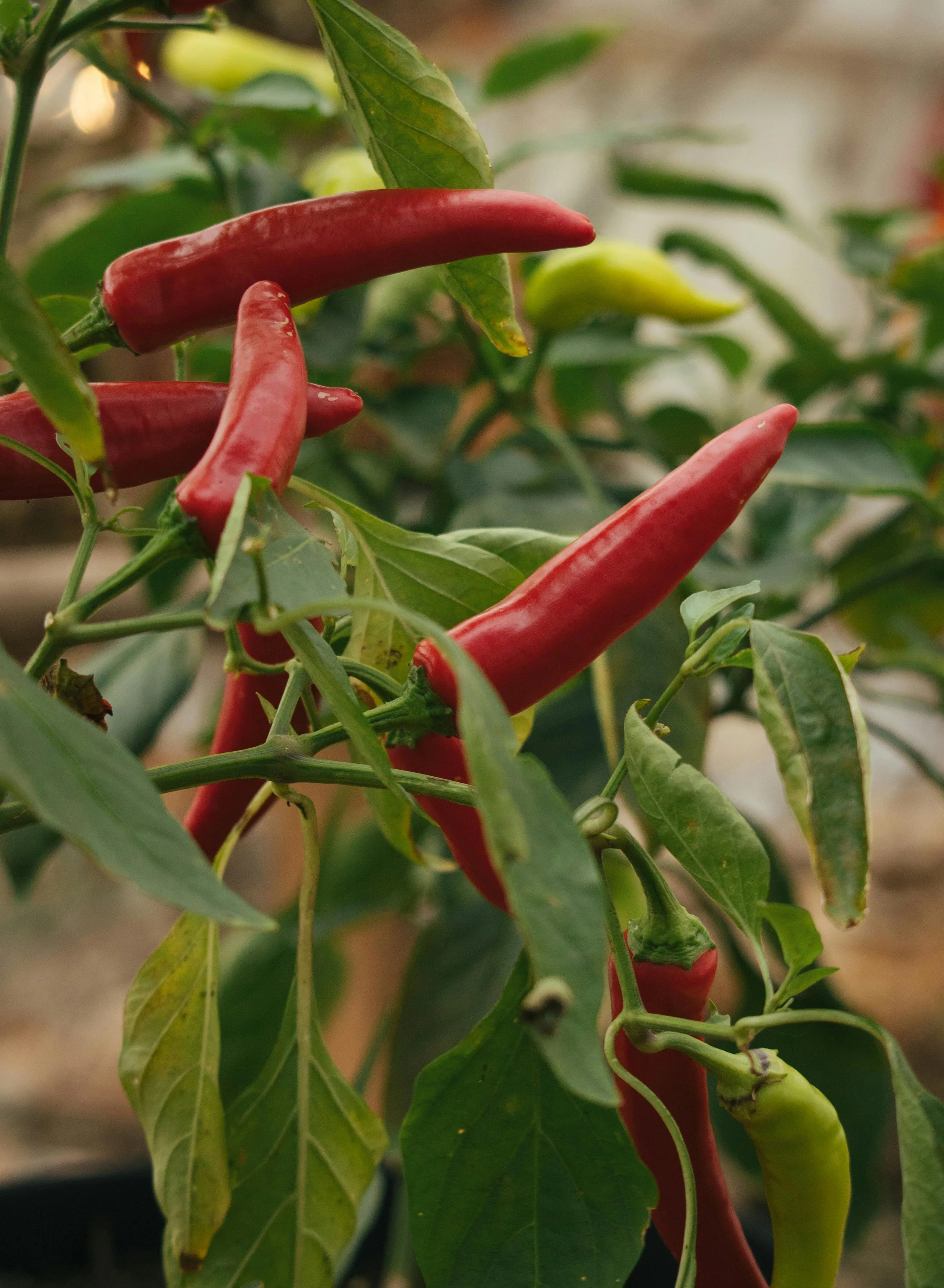 Close-up of red chili peppers growing on a green plant with broad green leaves.