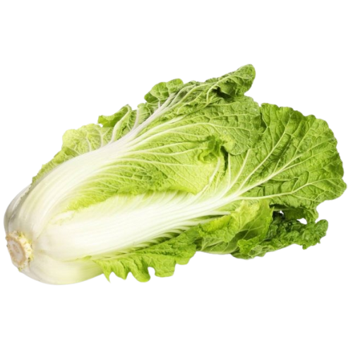 Fresh romaine lettuce on a white background.