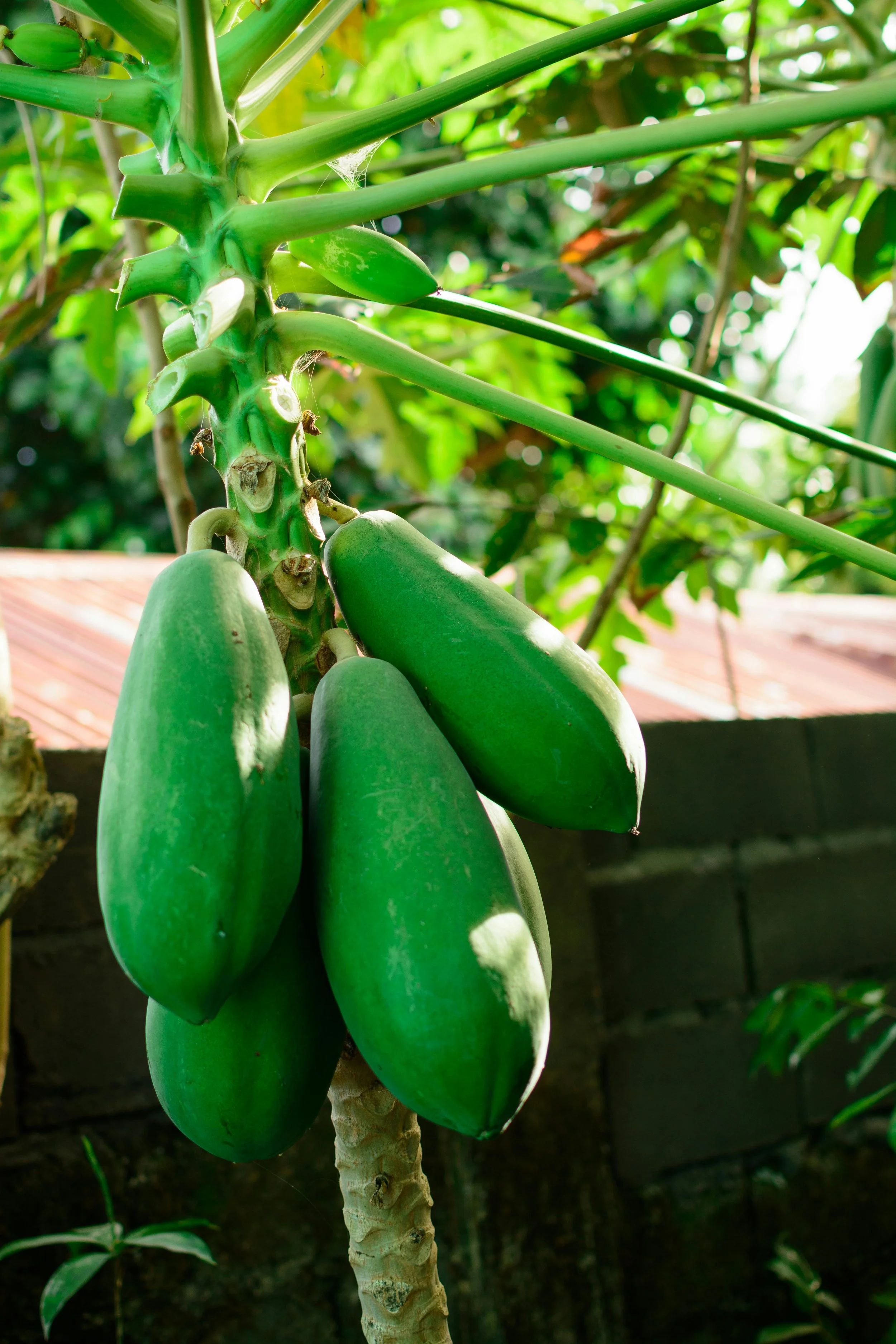 Unripe green papayas hanging from a tree trunk.