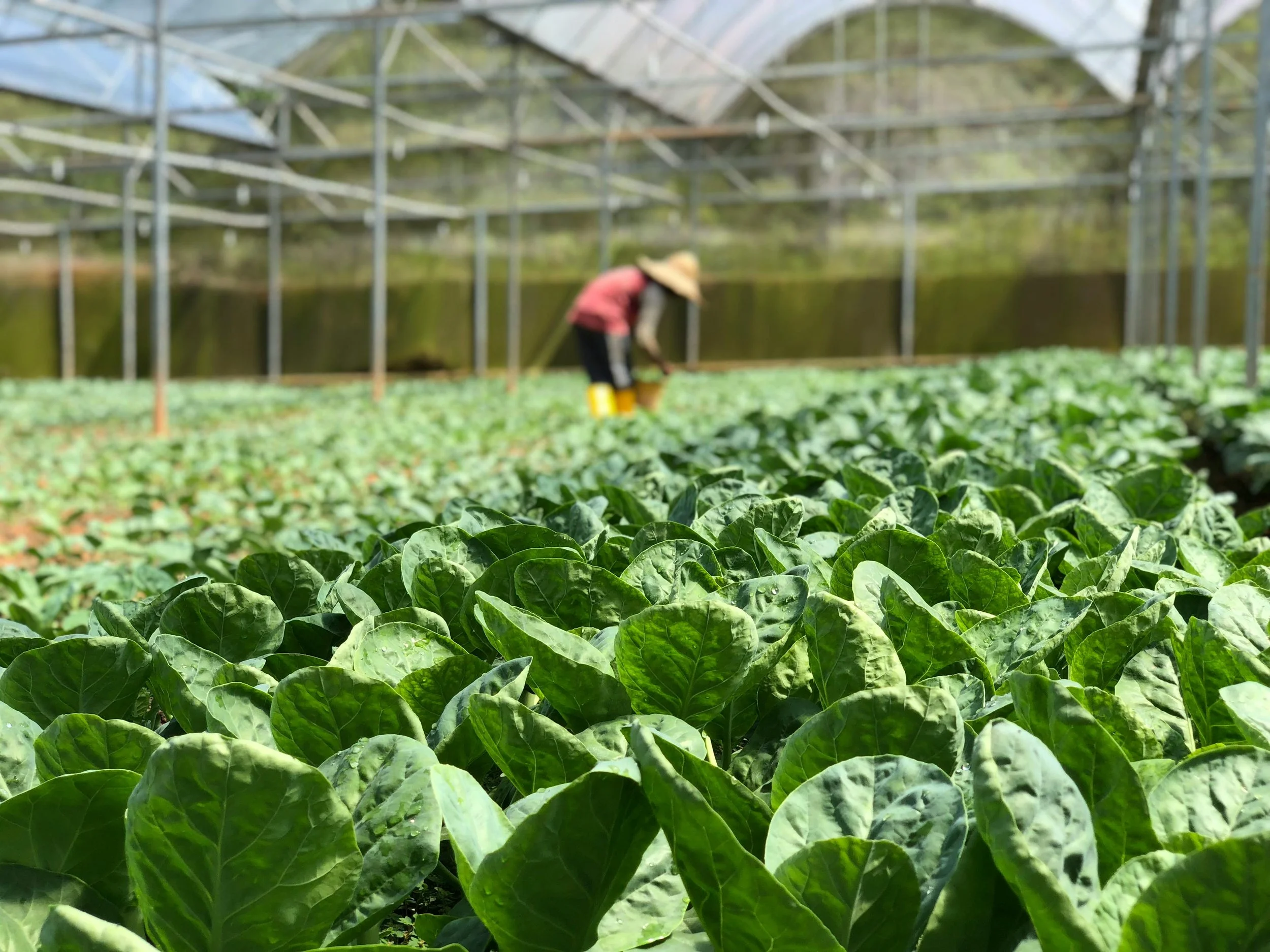 Green leafy plants in a greenhouse with a person working in the background.