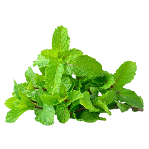 Fresh mint leaves isolated on a white background.