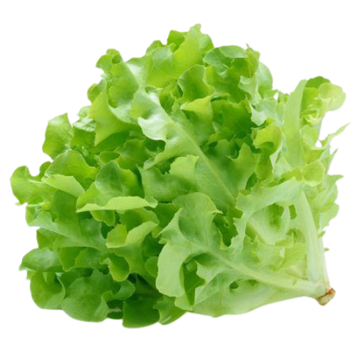 A head of fresh green lettuce with ruffled leaves.