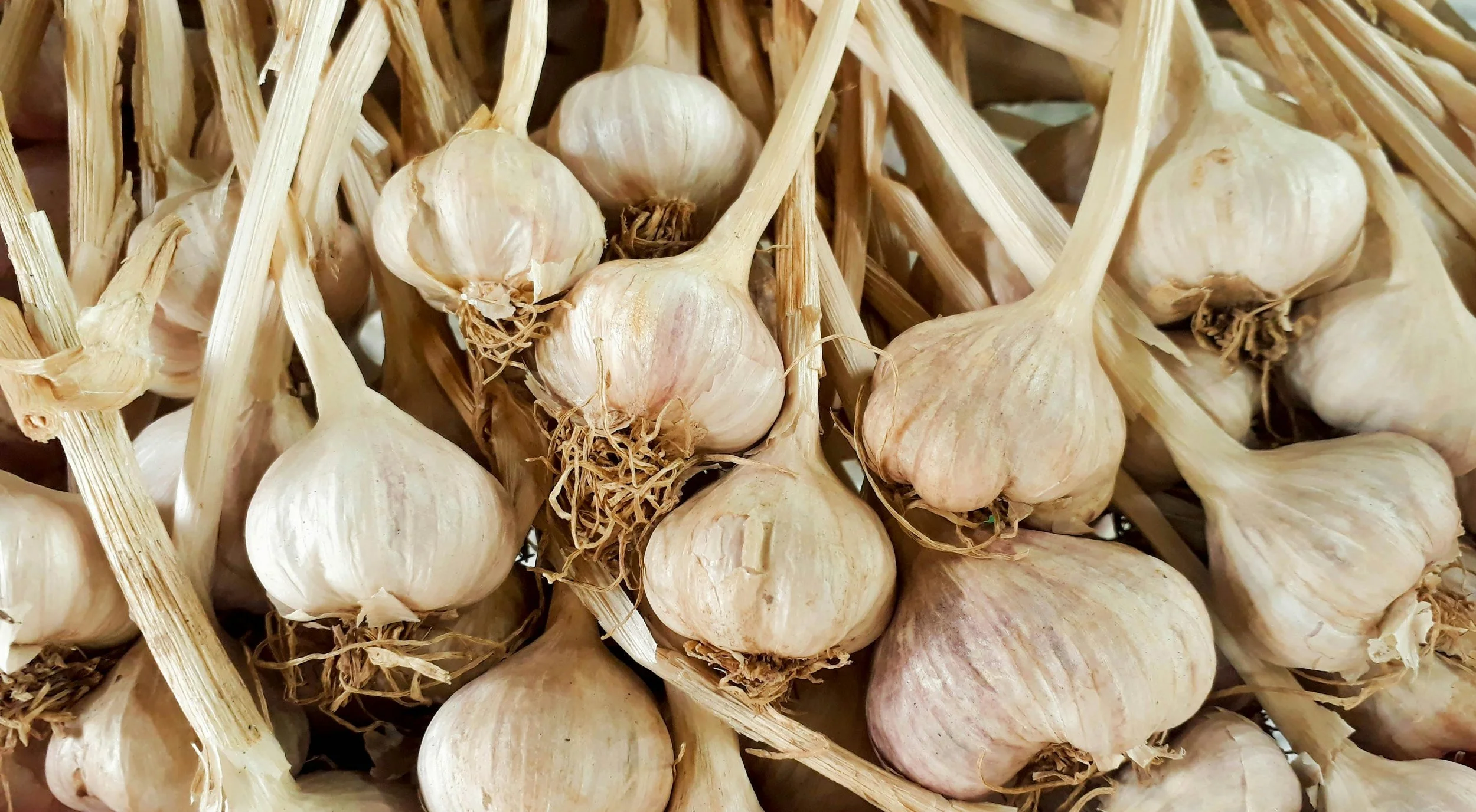 Bunches of garlic bulbs with their stems still attached, piled together.