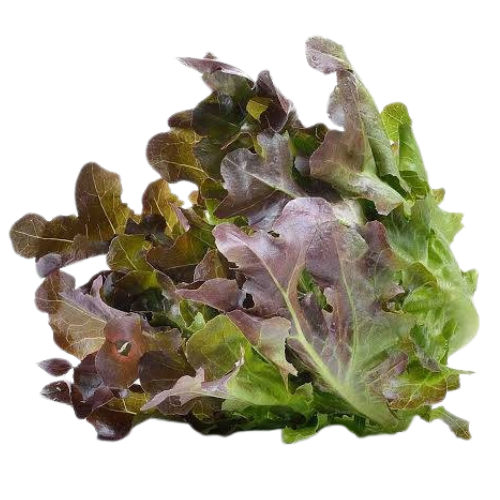 Fresh red and green leaf lettuce with ruffled edges