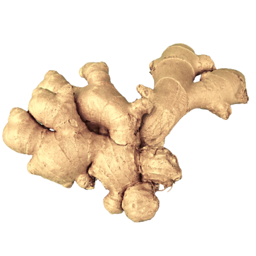 Fresh ginger root on a white background.