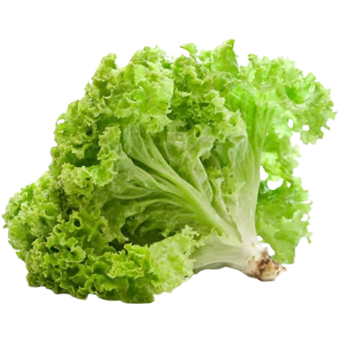 Fresh green leaf lettuce