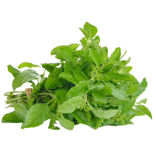 Fresh green bunch of basil herbs