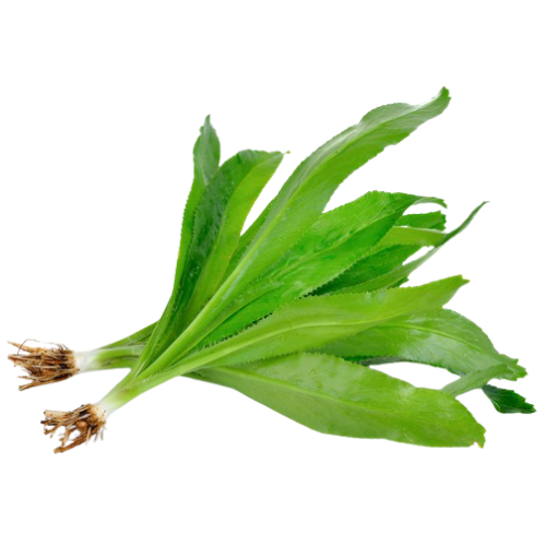 Fresh green leafy plant with roots attached