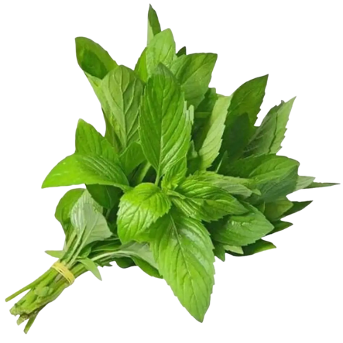 A bunch of fresh green basil leaves